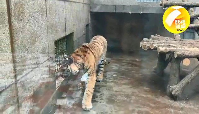 走进秦岭野生动物园 我们眼里的动物世界你信吗?